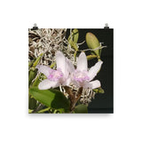 Lavender Orchid Photo Poster - Enhanced Matte Print-10×10-Ana Rose LLC